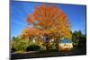 Haida Gwaii, British Columbia. a Massive Oak Tree in Port Clements Dwarfs a Small House-Richard Wright-Mounted Photographic Print