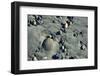 Haida Gwaii Islands, British Columbia. Beach Stones-Richard Wright-Framed Photographic Print