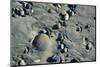 Haida Gwaii Islands, British Columbia. Beach Stones-Richard Wright-Mounted Photographic Print