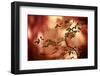 Haiku-Ursula Abresch-Framed Photographic Print