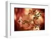 Haiku-Ursula Abresch-Framed Photographic Print