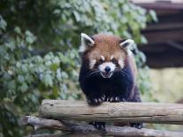 Red Panda-haim zezak-Framed Photographic Print