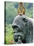 Hainan Province, Hainan Island, Monkey Island Research Park - a Gorilla Statue, China-Christian Kober-Stretched Canvas