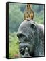 Hainan Province, Hainan Island, Monkey Island Research Park - a Gorilla Statue, China-Christian Kober-Framed Stretched Canvas