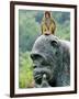 Hainan Province, Hainan Island, Monkey Island Research Park - a Gorilla Statue, China-Christian Kober-Framed Premium Photographic Print