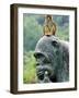 Hainan Province, Hainan Island, Monkey Island Research Park - a Gorilla Statue, China-Christian Kober-Framed Photographic Print