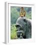 Hainan Province, Hainan Island, Monkey Island Research Park - a Gorilla Statue, China-Christian Kober-Framed Photographic Print