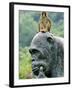 Hainan Province, Hainan Island, Monkey Island Research Park - a Gorilla Statue, China-Christian Kober-Framed Photographic Print