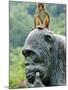 Hainan Province, Hainan Island, Monkey Island Research Park - a Gorilla Statue, China-Christian Kober-Mounted Photographic Print