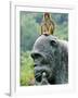 Hainan Province, Hainan Island, Monkey Island Research Park - a Gorilla Statue, China-Christian Kober-Framed Photographic Print