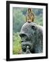 Hainan Province, Hainan Island, Monkey Island Research Park - a Gorilla Statue, China-Christian Kober-Framed Photographic Print