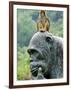 Hainan Province, Hainan Island, Monkey Island Research Park - a Gorilla Statue, China-Christian Kober-Framed Photographic Print