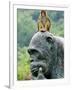 Hainan Province, Hainan Island, Monkey Island Research Park - a Gorilla Statue, China-Christian Kober-Framed Photographic Print