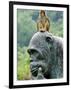 Hainan Province, Hainan Island, Monkey Island Research Park - a Gorilla Statue, China-Christian Kober-Framed Photographic Print