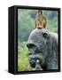 Hainan Province, Hainan Island, Monkey Island Research Park - a Gorilla Statue, China-Christian Kober-Framed Stretched Canvas