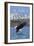 Haines, Alaska, Eagle Fishing-Lantern Press-Framed Art Print