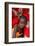 Hair braiding, Dakar, Senegal-Godong-Framed Photographic Print