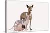 Hairless Animals Mexican Hairless Dog, Sphinx-null-Stretched Canvas