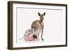 Hairless Animals Mexican Hairless Dog, Sphinx-null-Framed Photographic Print