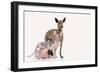 Hairless Animals Mexican Hairless Dog, Sphinx-null-Framed Photographic Print