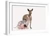 Hairless Animals Mexican Hairless Dog, Sphinx-null-Framed Photographic Print