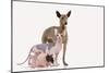 Hairless Animals Mexican Hairless Dog, Sphinx-null-Mounted Photographic Print