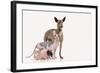 Hairless Animals Mexican Hairless Dog, Sphinx-null-Framed Photographic Print