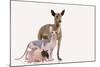 Hairless Animals Mexican Hairless Dog, Sphinx-null-Mounted Photographic Print