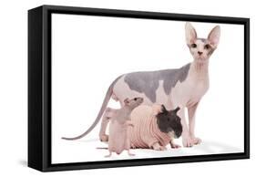 Hairless Animals Sphinx Cat, Guinea Pig and Rat-null-Framed Stretched Canvas