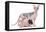 Hairless Animals Sphinx Cat, Guinea Pig and Rat-null-Framed Stretched Canvas