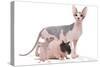 Hairless Animals Sphinx Cat, Guinea Pig and Rat-null-Stretched Canvas