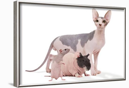 Hairless Animals Sphinx Cat, Guinea Pig and Rat-null-Framed Photographic Print