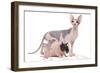 Hairless Animals Sphinx Cat, Guinea Pig and Rat-null-Framed Photographic Print