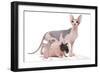 Hairless Animals Sphinx Cat, Guinea Pig and Rat-null-Framed Photographic Print