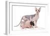 Hairless Animals Sphinx Cat, Guinea Pig and Rat-null-Framed Photographic Print