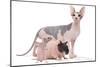 Hairless Animals Sphinx Cat, Guinea Pig and Rat-null-Mounted Photographic Print