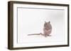 Hairless Rat in Studio-null-Framed Photographic Print