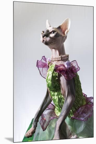 Hairless sphinx cat wearing pearls poses for a portrait-James White-Mounted Premium Photographic Print