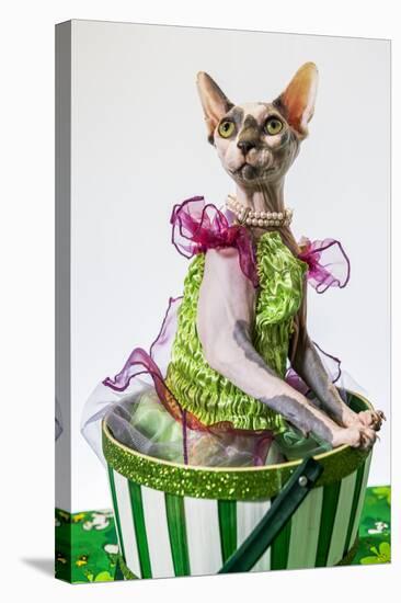 Hairless sphinx cat wearing pearls poses for a portrait-James White-Stretched Canvas