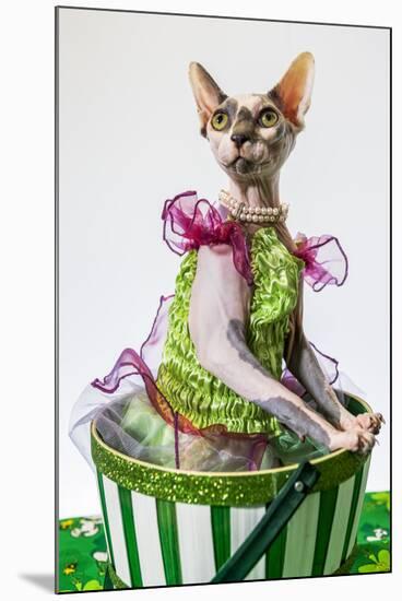 Hairless sphinx cat wearing pearls poses for a portrait-James White-Mounted Photographic Print