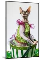 Hairless sphinx cat wearing pearls poses for a portrait-James White-Mounted Photographic Print