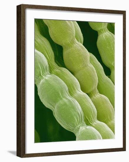 Hairs on Petal of a Periwinkle-Micro Discovery-Framed Photographic Print