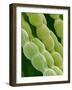 Hairs on Petal of a Periwinkle-Micro Discovery-Framed Photographic Print