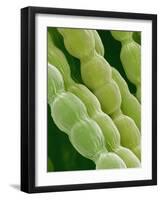 Hairs on Petal of a Periwinkle-Micro Discovery-Framed Photographic Print