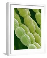 Hairs on Petal of a Periwinkle-Micro Discovery-Framed Photographic Print