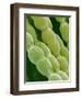 Hairs on Petal of a Periwinkle-Micro Discovery-Framed Photographic Print