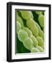 Hairs on Petal of a Periwinkle-Micro Discovery-Framed Photographic Print