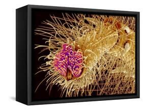 Hairs on the tip of the leg of a spider-Micro Discovery-Framed Stretched Canvas