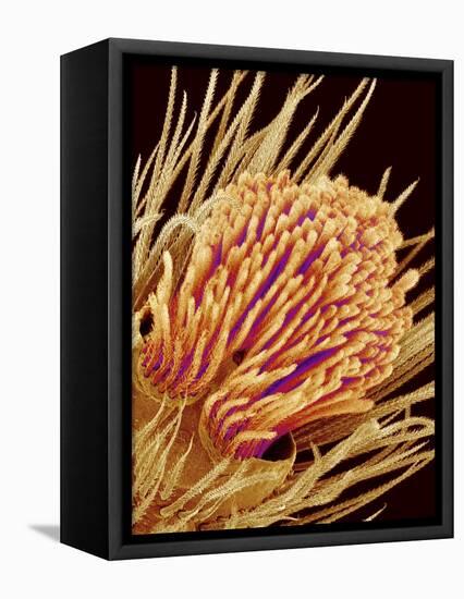 Hairs on the tip of the leg of a spider-Micro Discovery-Framed Stretched Canvas