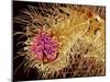 Hairs on the tip of the leg of a spider-Micro Discovery-Mounted Photographic Print